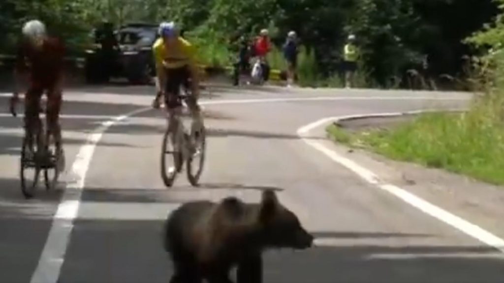 Francezii sunt complet socati de ceea ce sa intamplat in Romania la Turul Sibiului Un ursulet
