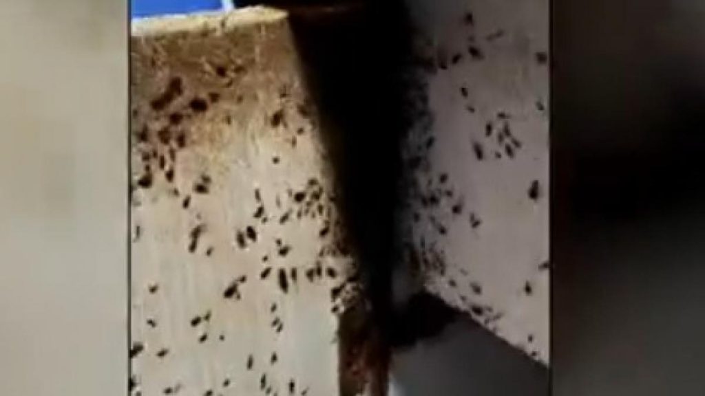 Invazie de plosnite in numeroase blocuri din capitala oamenii renunta la mobila sau chiar o vand