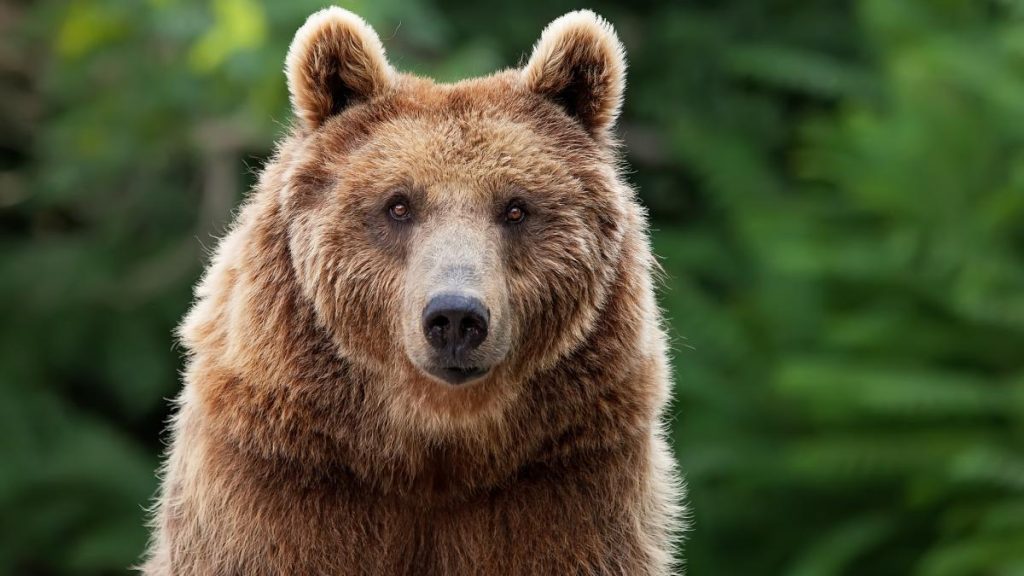 O ursoaica a fost prinsa si eutanasiata in Poiana Brasov dupa aparitii frecvente in anumite zone