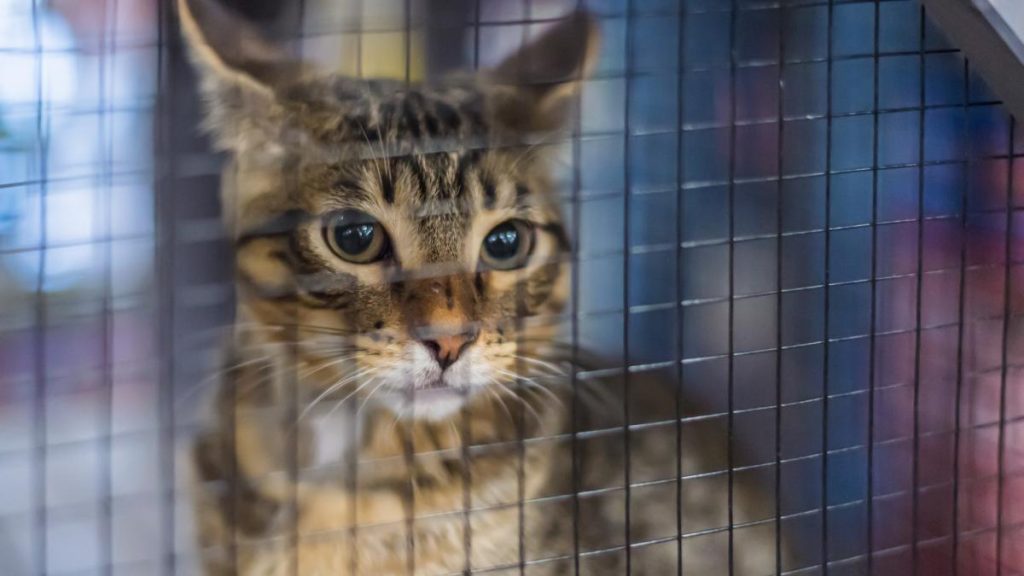 Peste 120 de pisici au fost salvate din două apartamente din București. Animalele erau ținute în… Peste 120 de pisici au fost salvate din doua apartamente din Bucuresti Animalele erau tinute in