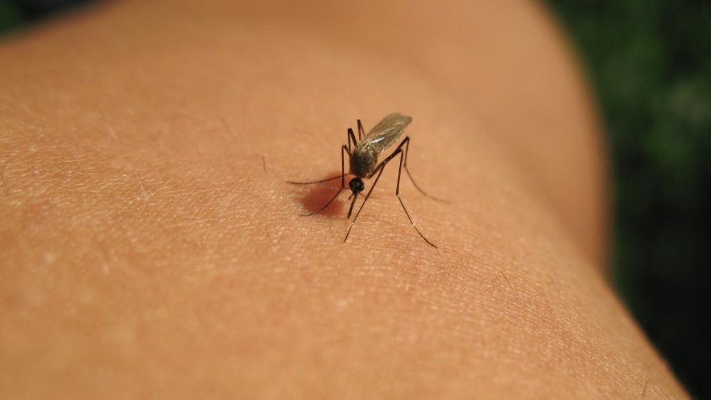 Un bărbat a decedat, iar alți doi au fost spitalizați din cauza infecției cu virusul West Nile. Care sunt simptomele și… Un barbat a decedat iar alti doi au fost spitalizati din cauza infectiei cu virusul West Nile Care sunt simptomele si
