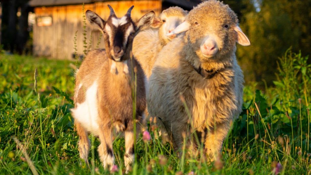 Carantină națională de 30 de zile în România pentru ovine și caprine: ANSVSA impune restricții… carantina nationala de 30 de zile in romania pentru ovine si caprine ansvsa impune restrictii