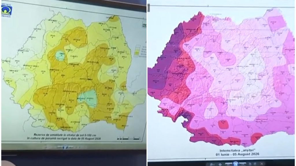 HARTA secetei care distruge porumbul si floarea soarelui Limita de temperatura suportata a fost
