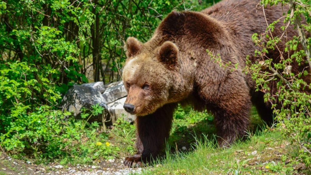 Nicușor Dan se împotrivește din nou legii care dublează numărul de urși care pot fi vânați. A trimis… Nicusior Dan se impotriveste din nou legii care dubleaza numarul de ursi care pot fi vanati