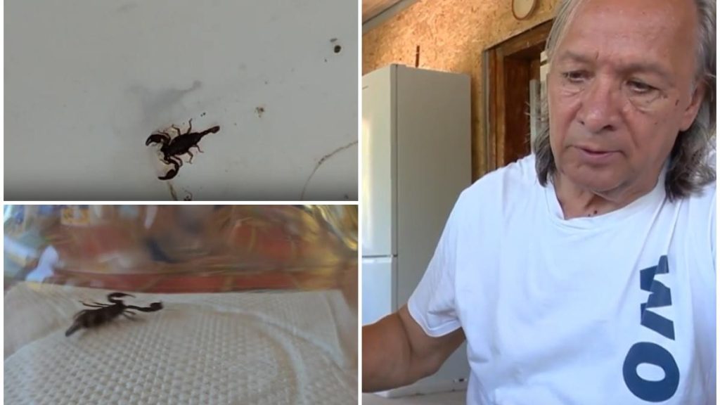 Un bărbat din Buzău a descoperit scorpioni în locuință și nu știe cum să se debaraseze de ei. „Nu mai putem rămâne acasă din cauza fricii” Un barbat din Buzau a descoperit scorpioni in locuinta si nu stie cum sa se debaraseze de ei Nu mai putem ramane acasa din cauza fricii