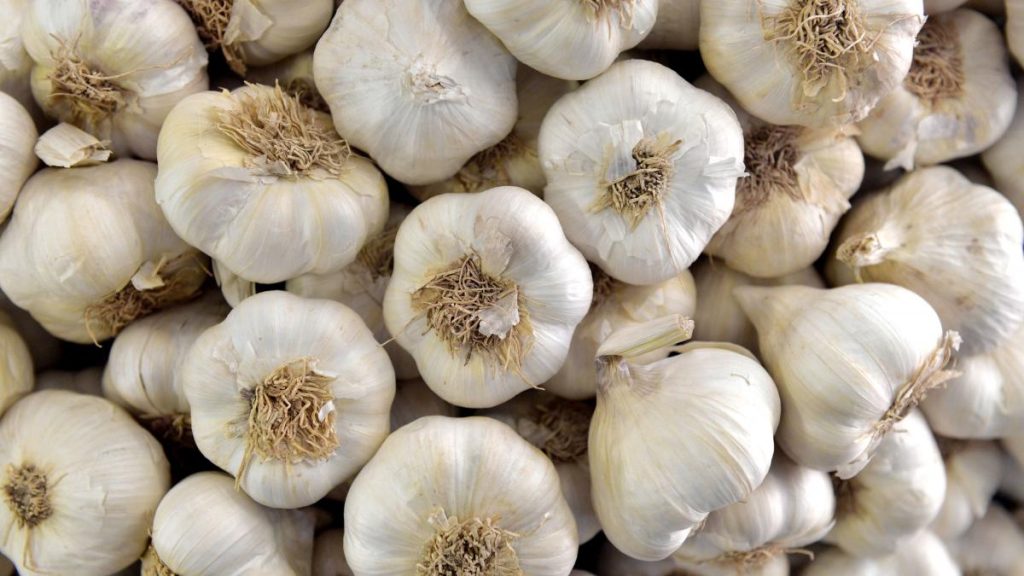 Un fermier a reușit să aibă succes cu usturoiul Benone. Soiul este exportat în Israel, în timp ce piața din România este inundată de usturoi din China. Un fermier a reusit sa aiba succes cu usturoiul Benone Soiul este exportat in Israel in timp ce piata din Romania este inundata de usturoi din China
