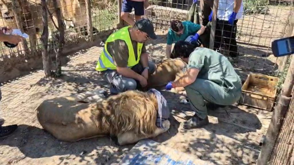 tigri si un pui de leu mort in congelator ce a descoperit garda de mediu la o gradina zoologica ilegal din dambovita animalele relocuite